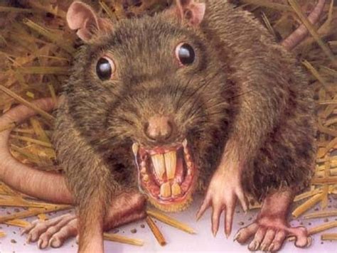 ugly rats pics|Ugly Rat Pictures